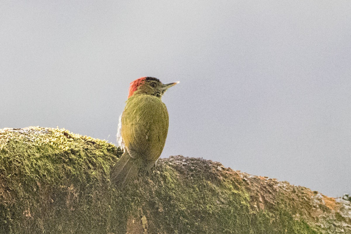 Elliot's Woodpecker - ML110487391