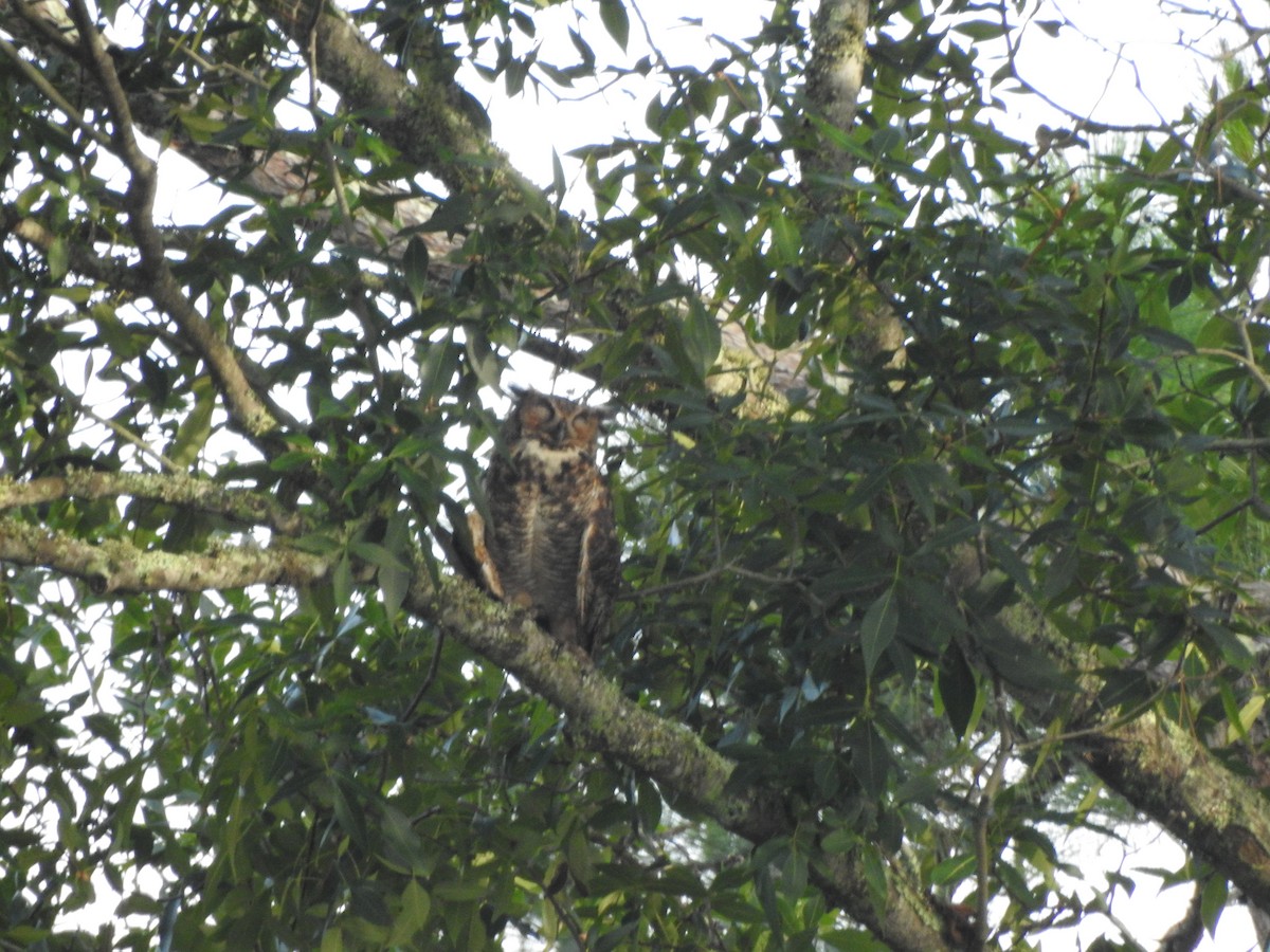 Great Horned Owl - ML110487491