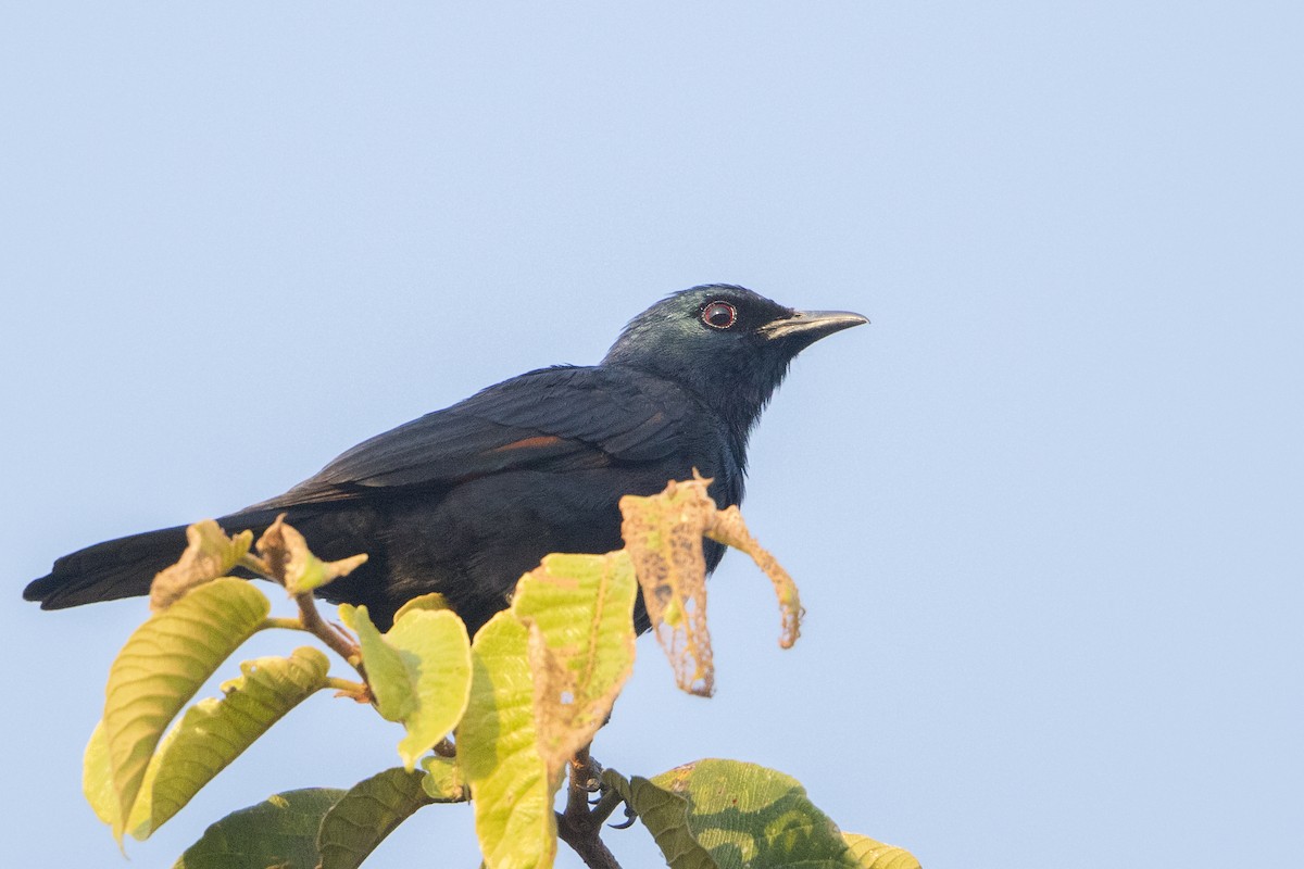 Waller's Starling - ML110487751