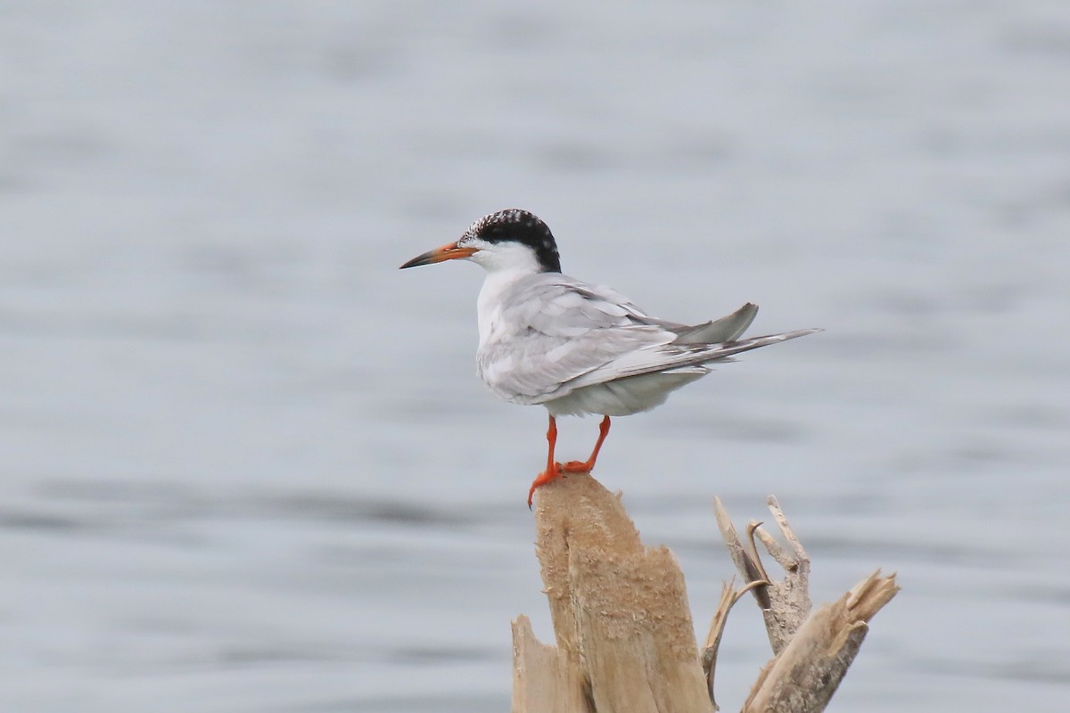 Forster's Tern - Arman Moreno