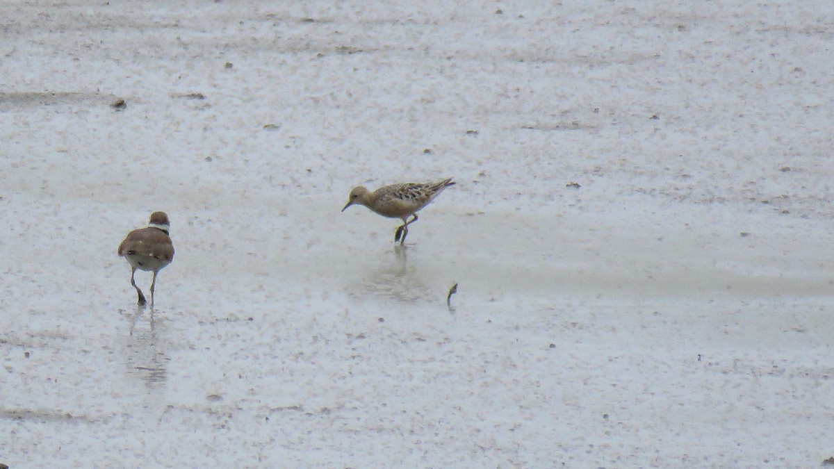 Buff-breasted Sandpiper - Ron Bicknell