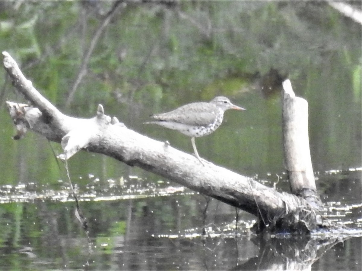 Spotted Sandpiper - ML110491371