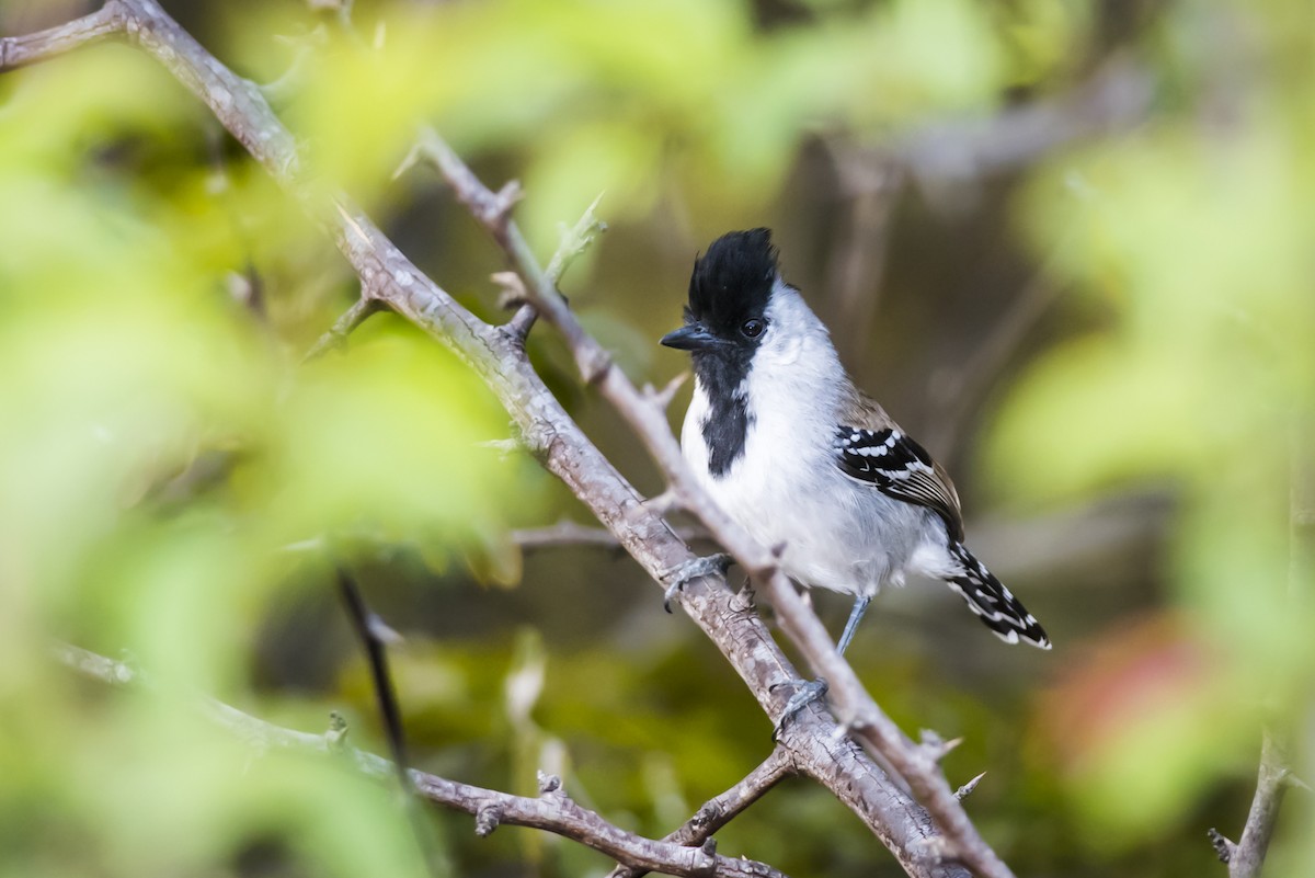 Silvery-cheeked Antshrike - Claudia Brasileiro