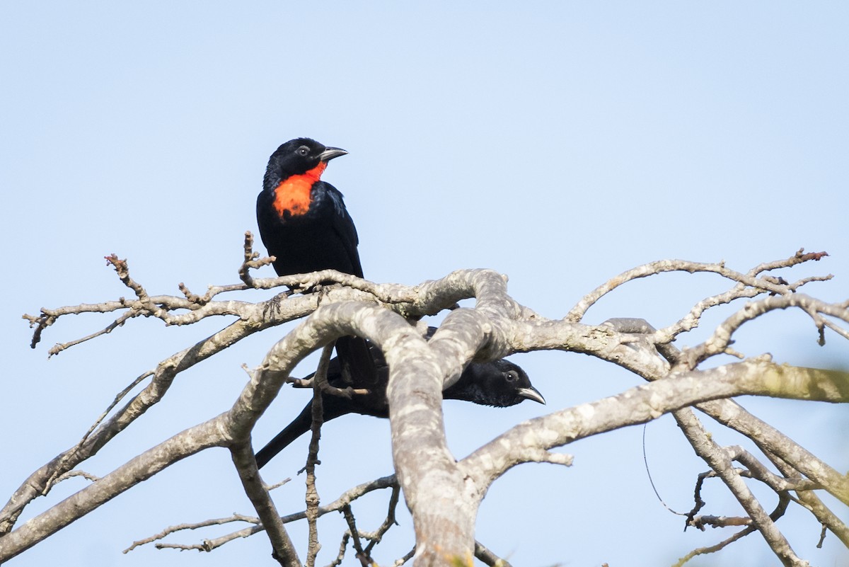 Scarlet-throated Tanager - ML110492831