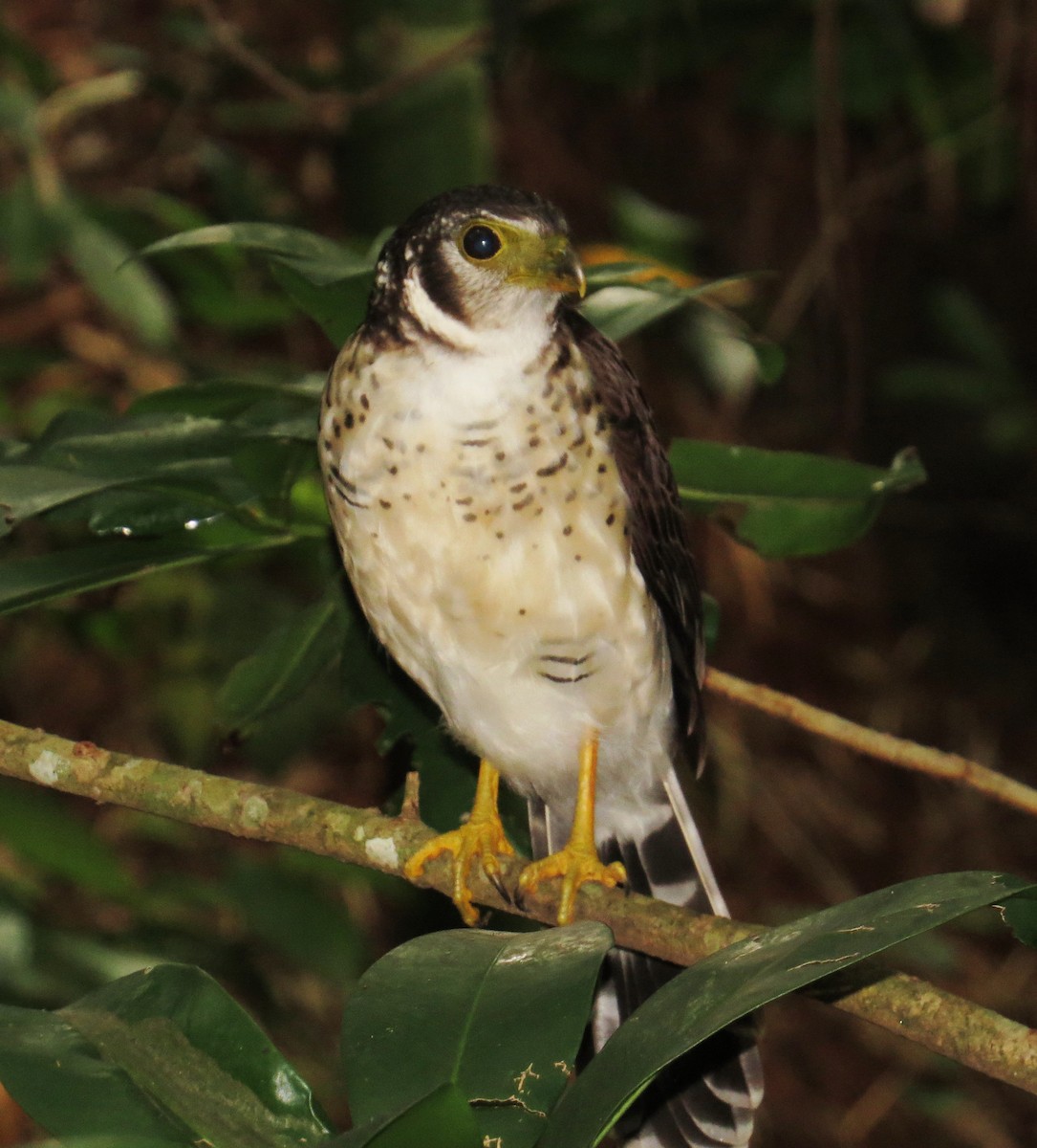 Collared Forest-Falcon - ML110492901