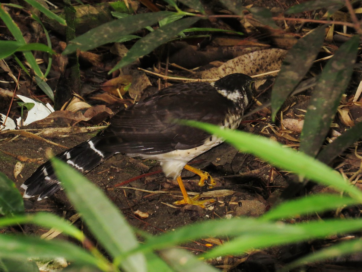 Collared Forest-Falcon - ML110493171