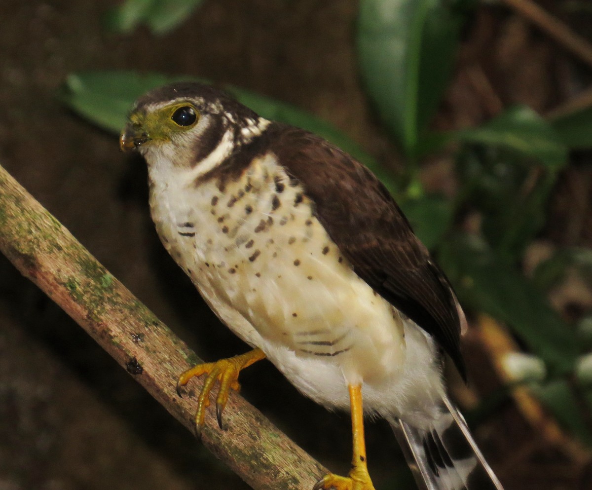 Collared Forest-Falcon - Phil Arneson