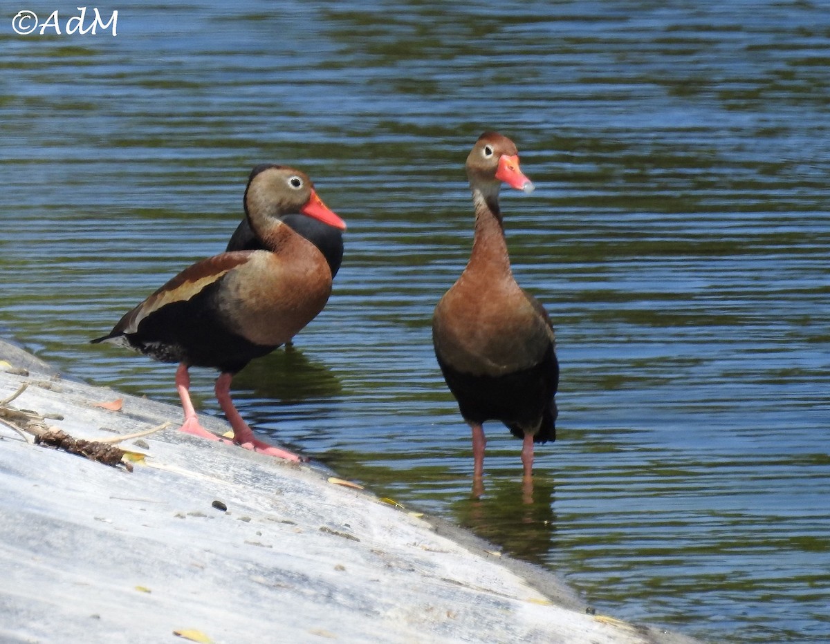 Black-bellied Whistling-Duck - ML110493761