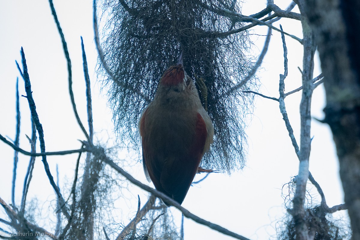 Streak-capped Spinetail - Mathurin Malby