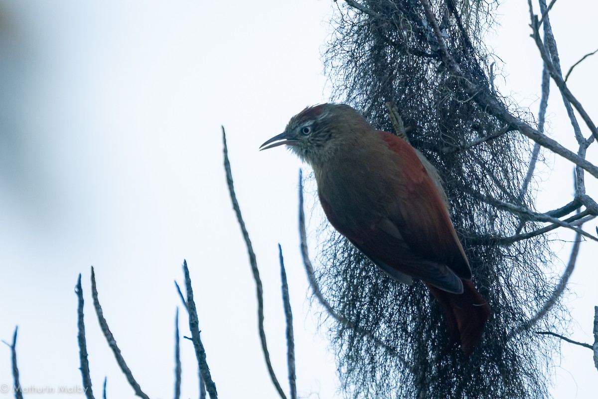 Streak-capped Spinetail - Mathurin Malby