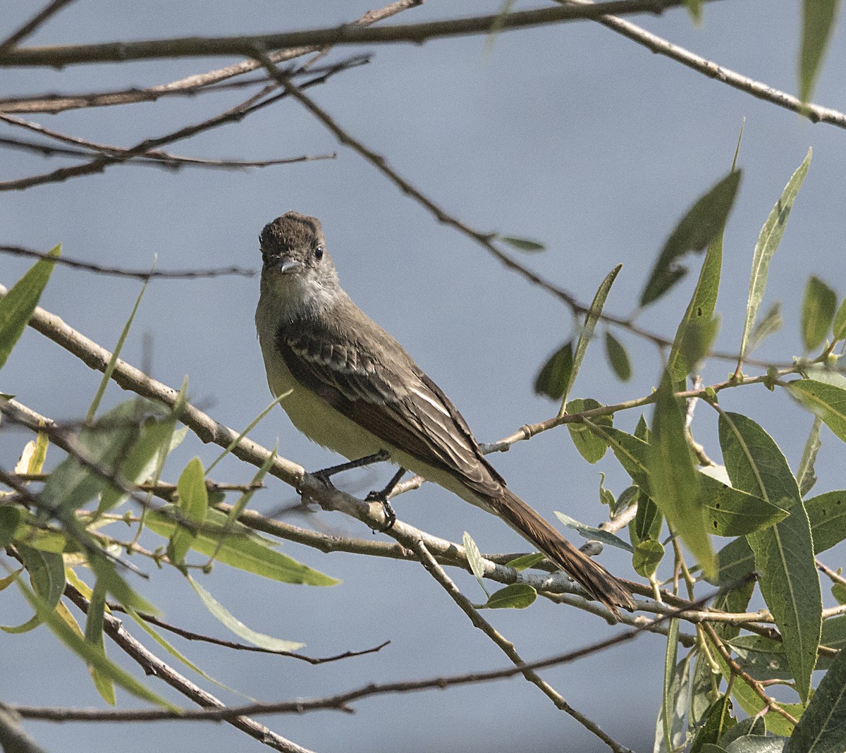 Ash-throated Flycatcher - Terry  Hurst