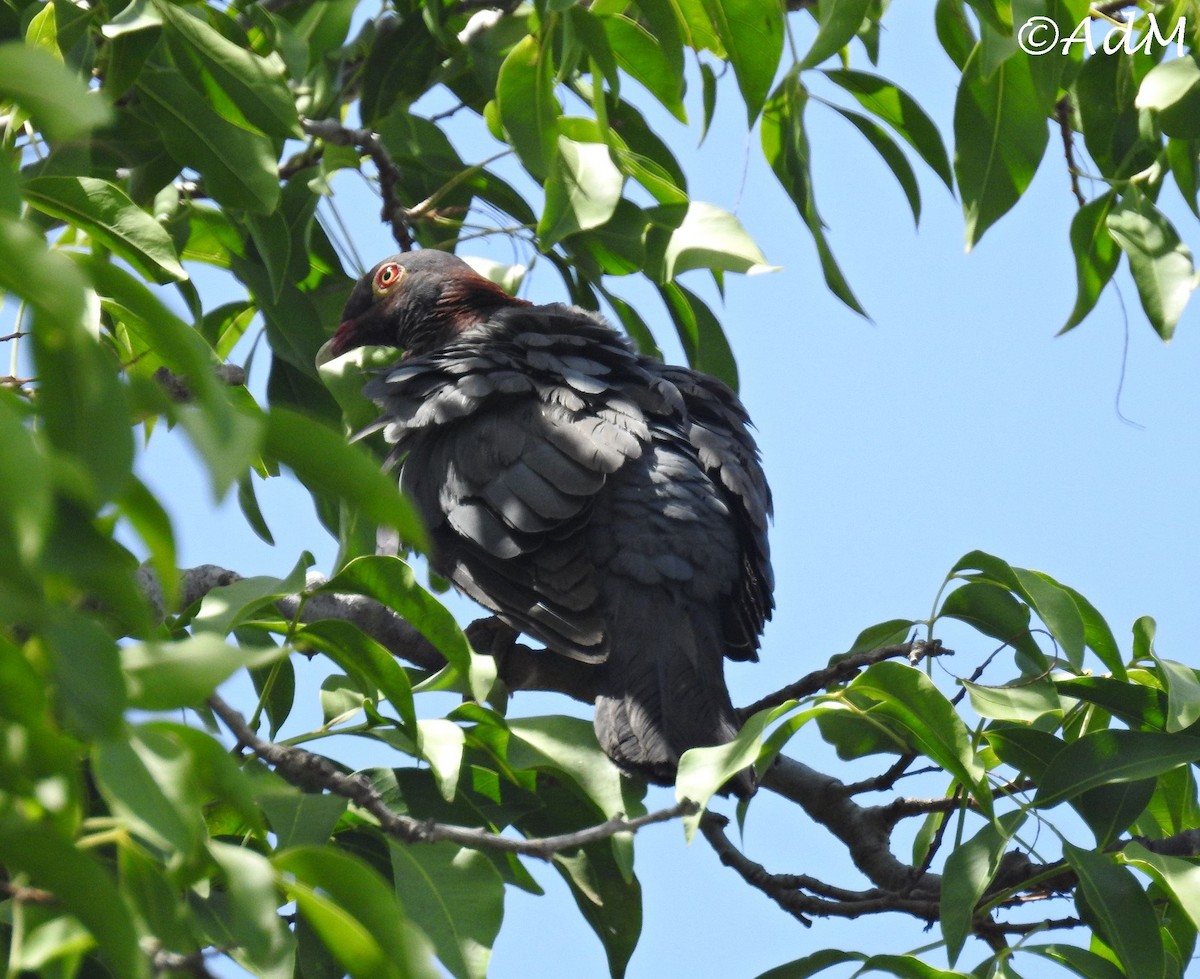 Scaly-naped Pigeon - ML110495391