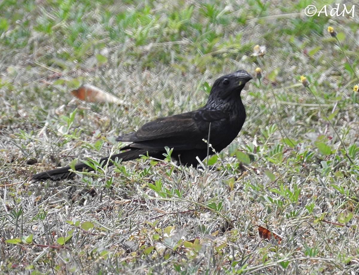 Groove-billed Ani - ML110495411