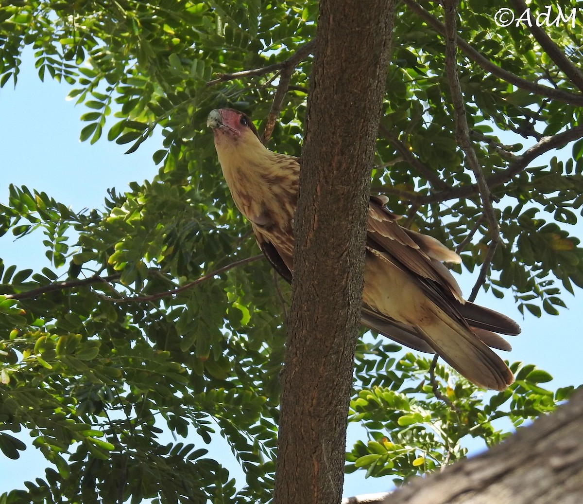 Crested Caracara (Northern) - Anita de Moulin