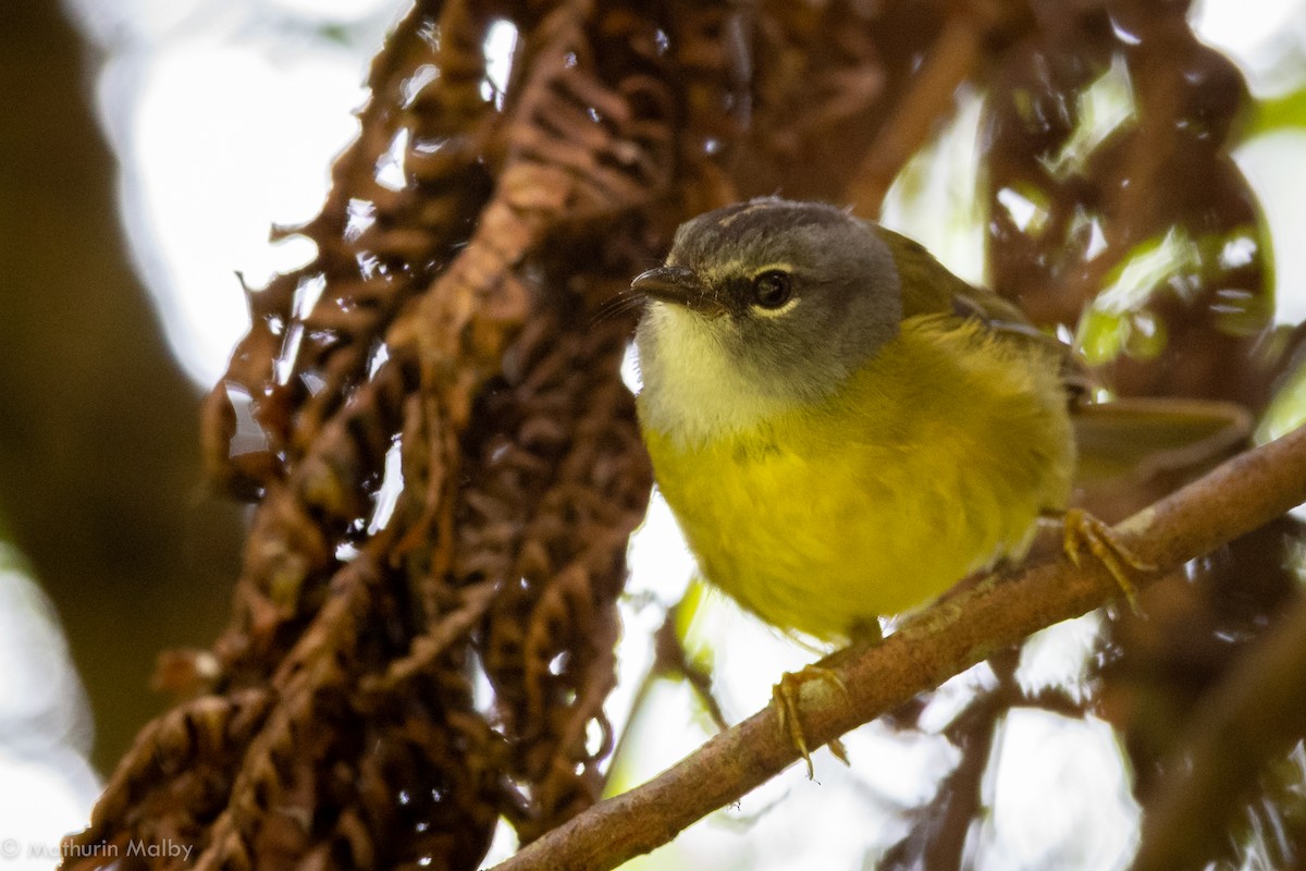 White-lored Warbler - ML110497131