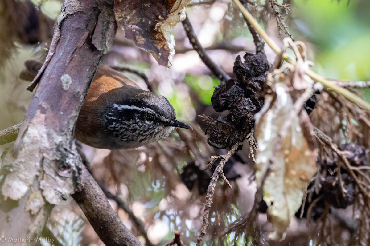 Hermit Wood-Wren - Mathurin Malby