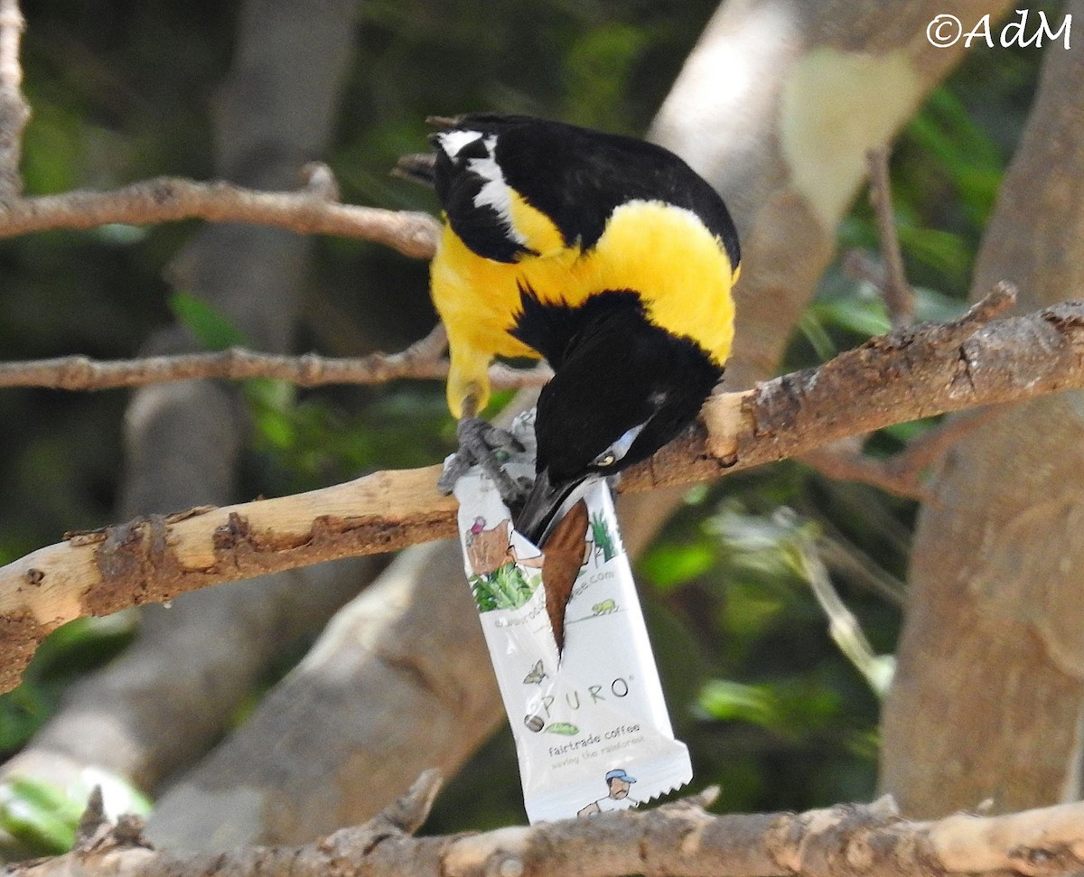 Venezuelan Troupial - ML110497651