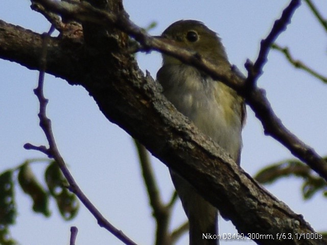 Eastern Wood-Pewee - ML110497831