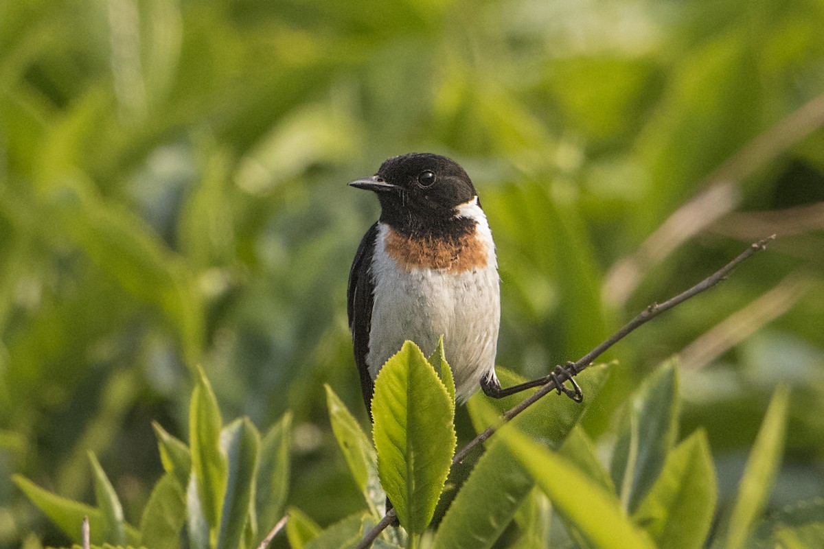 Tarabilla Africana - ML110498121