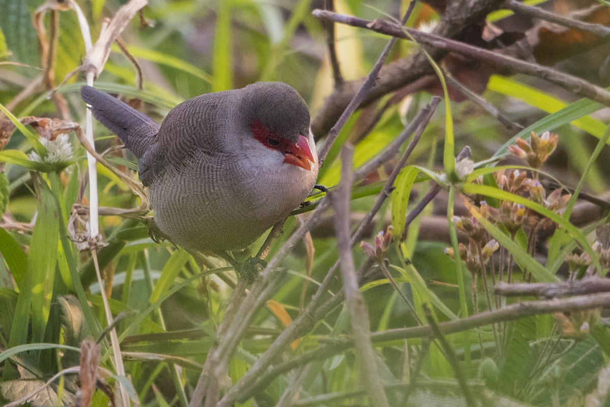 Common Waxbill - ML110498261