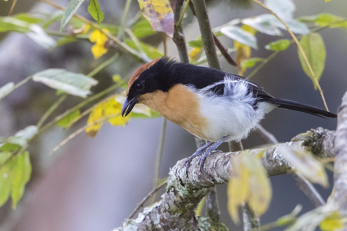 Lühder's Bushshrike - Bradley Hacker 🦜