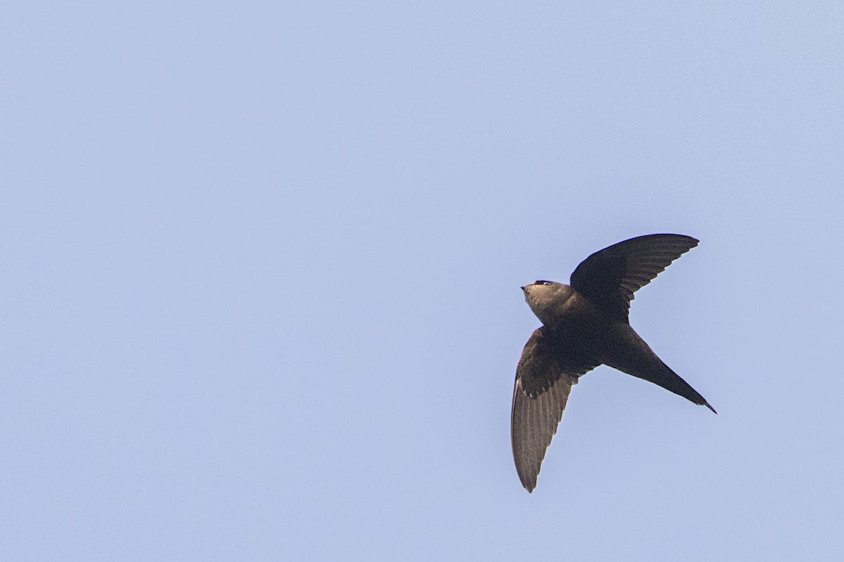 Scarce Swift - Bradley Hacker 🦜