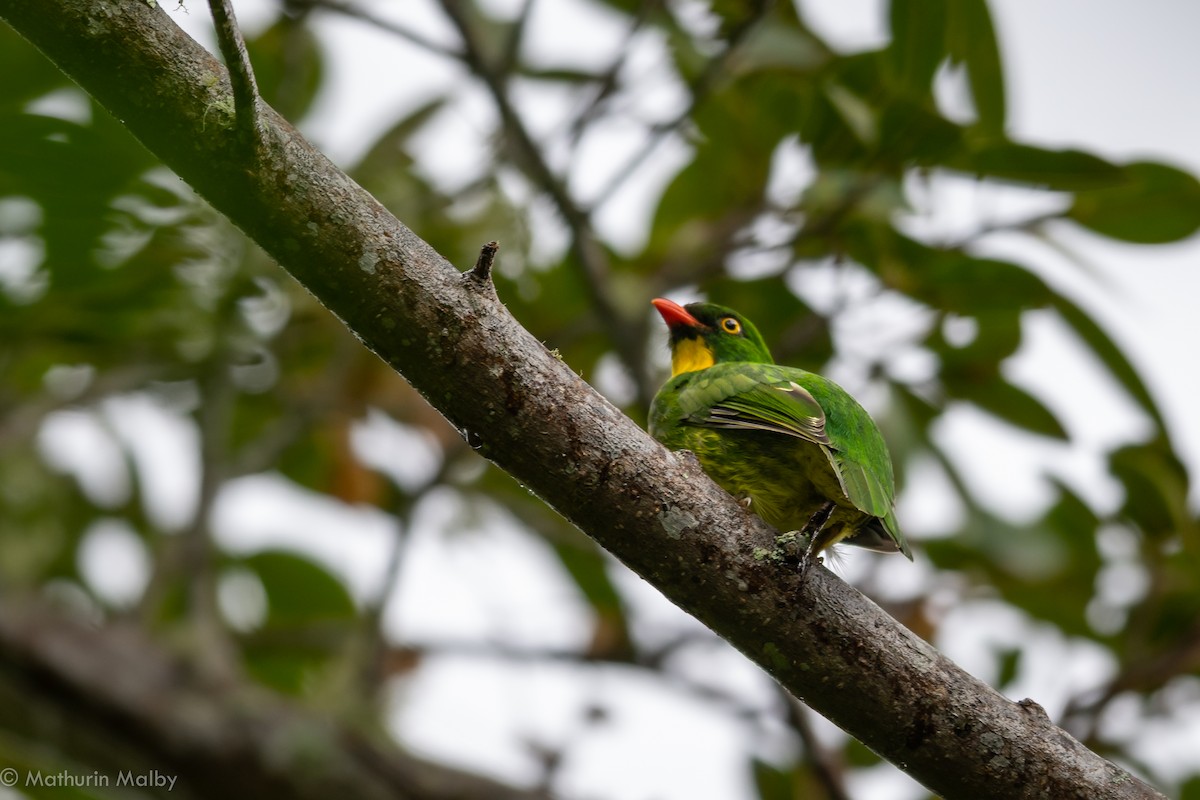 Golden-breasted Fruiteater - Mathurin Malby