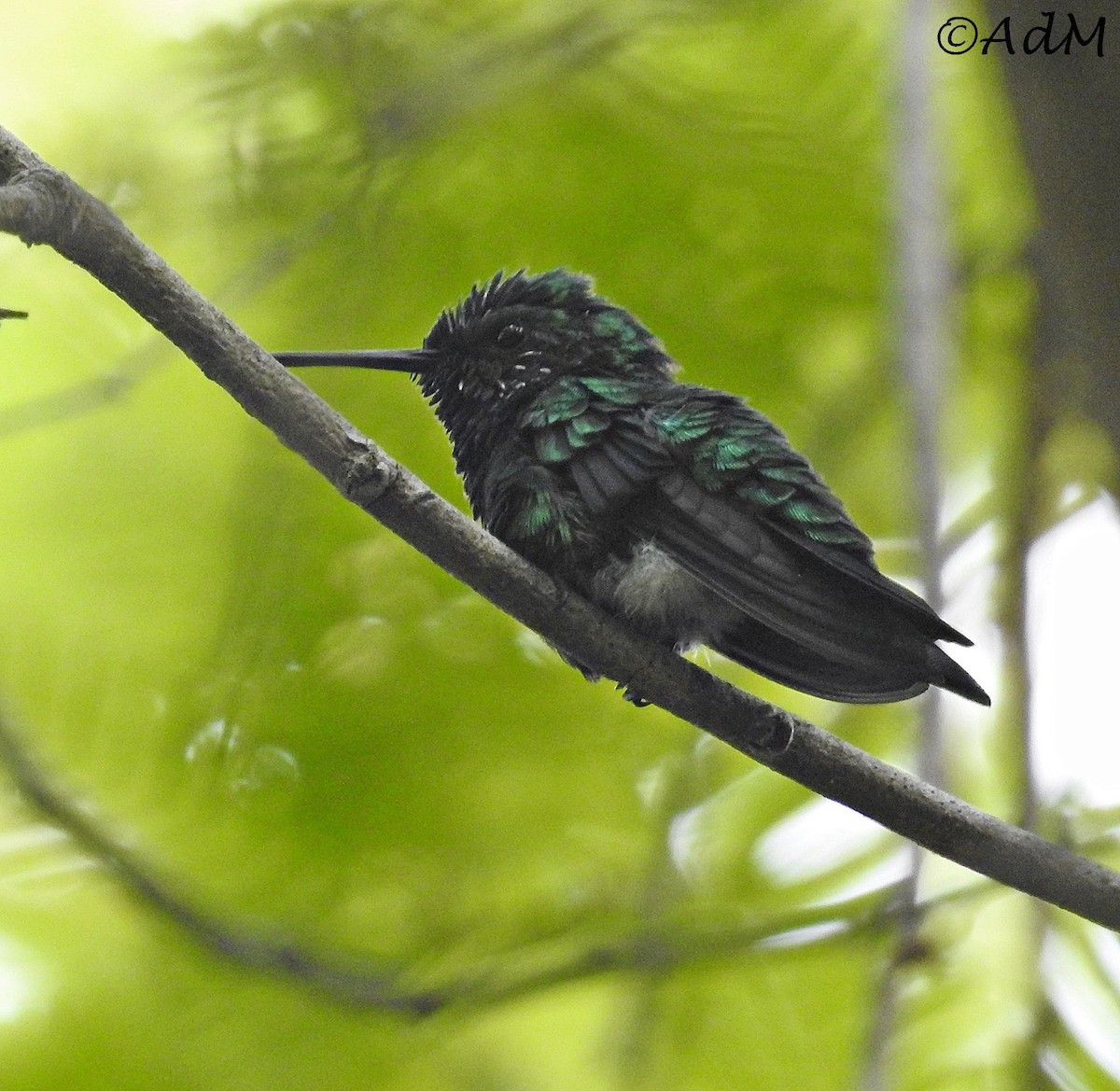 Blauschwanz-Smaragdkolibri - ML110503921