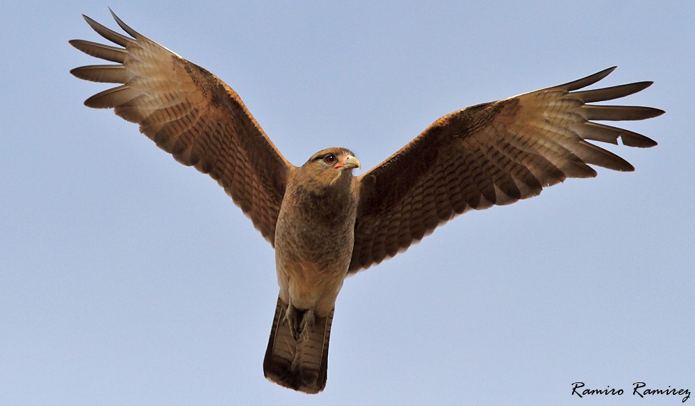 Chimango Caracara - ML110504091