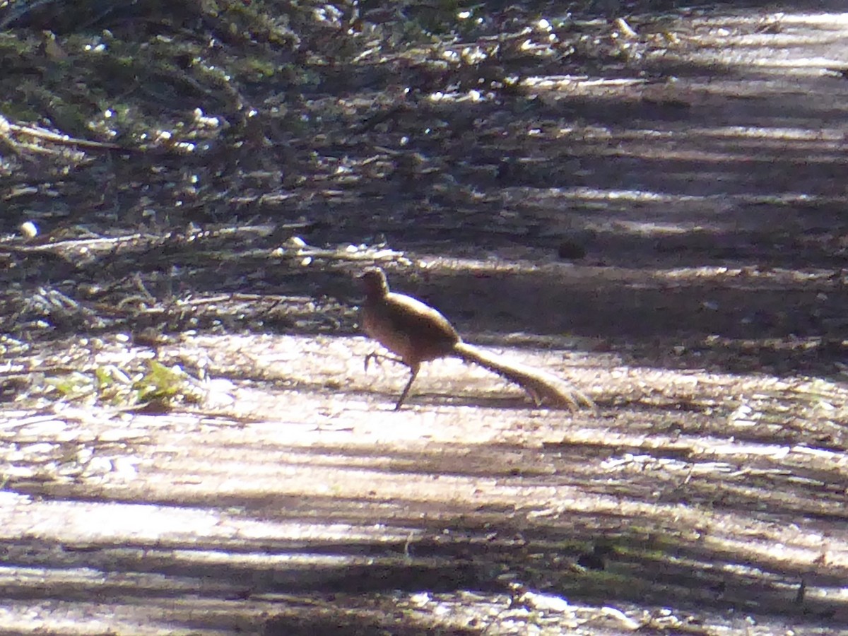 Superb Lyrebird - ML110505951