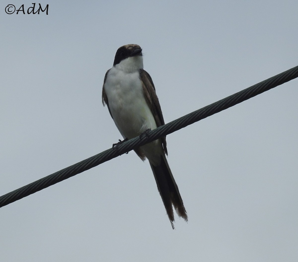 Fork-tailed Flycatcher - Anita de Moulin