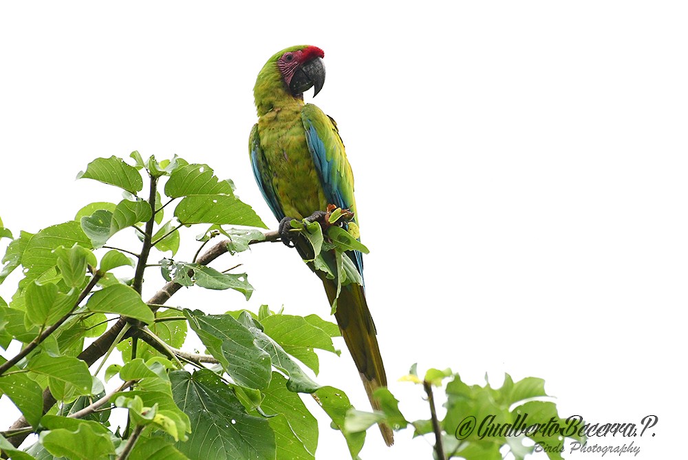 Great Green Macaw - Gualberto Becerra