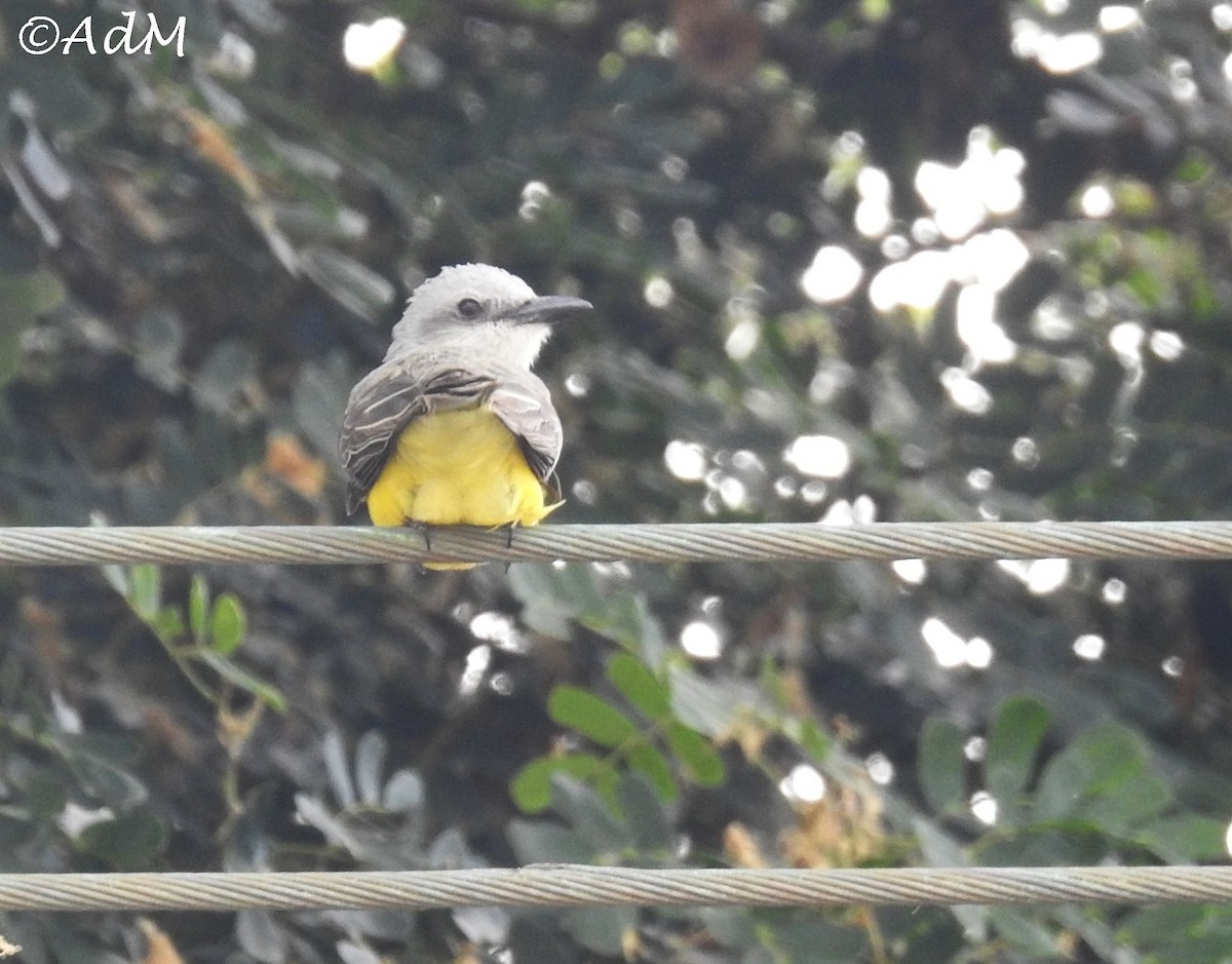 Tropical Kingbird - ML110509021