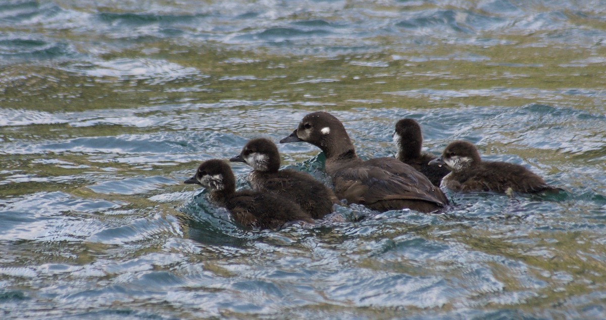 Harlequin Duck - Liam Ragan