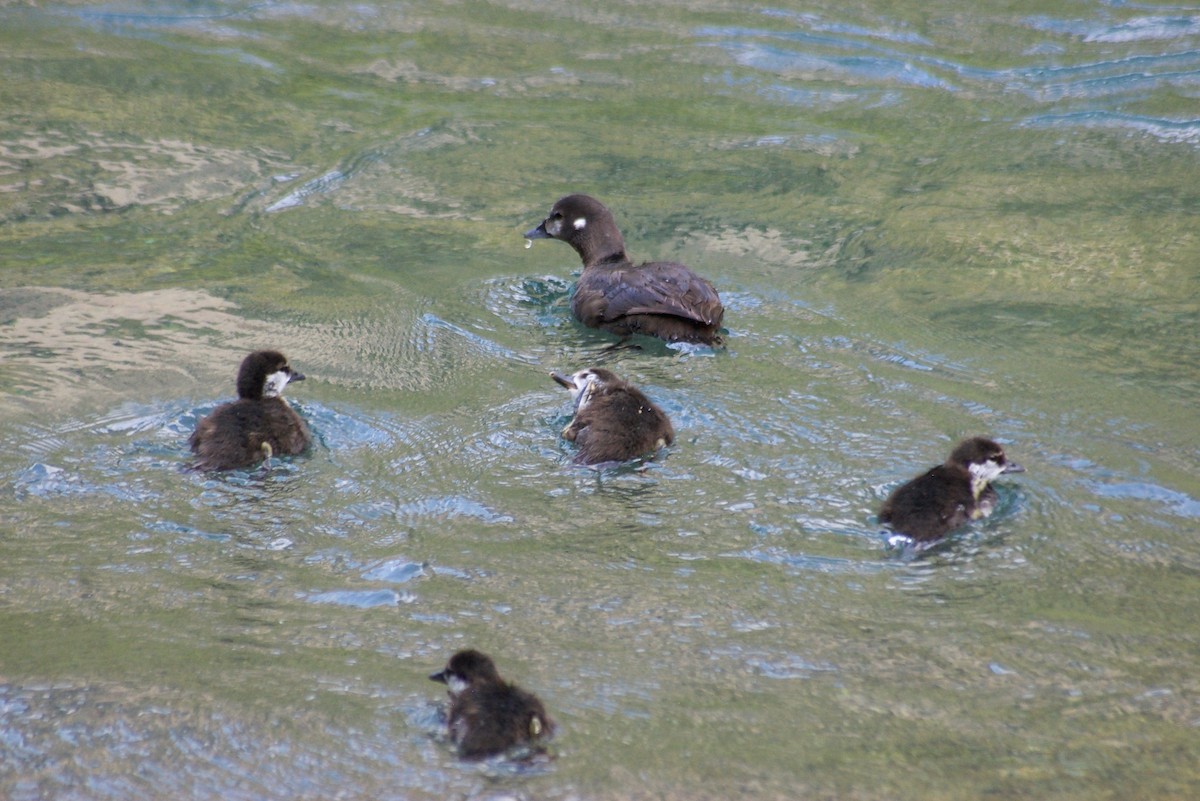 Harlequin Duck - Liam Ragan