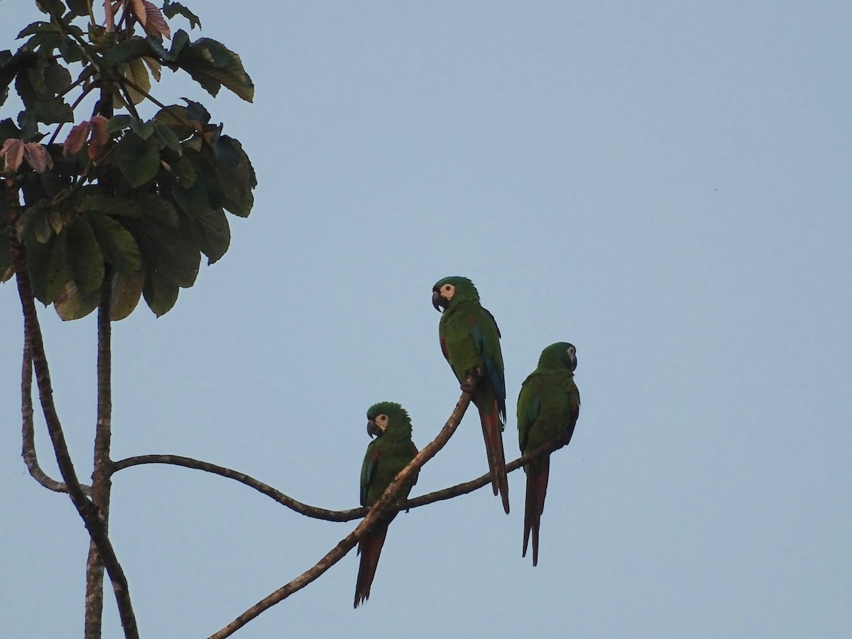 Chestnut-fronted Macaw - Thomas Turner