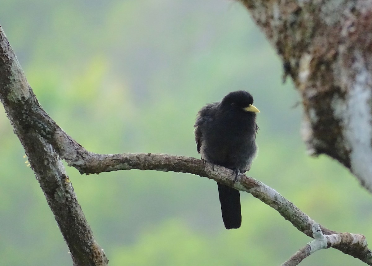 Yellow-billed Nunbird - ML110514221