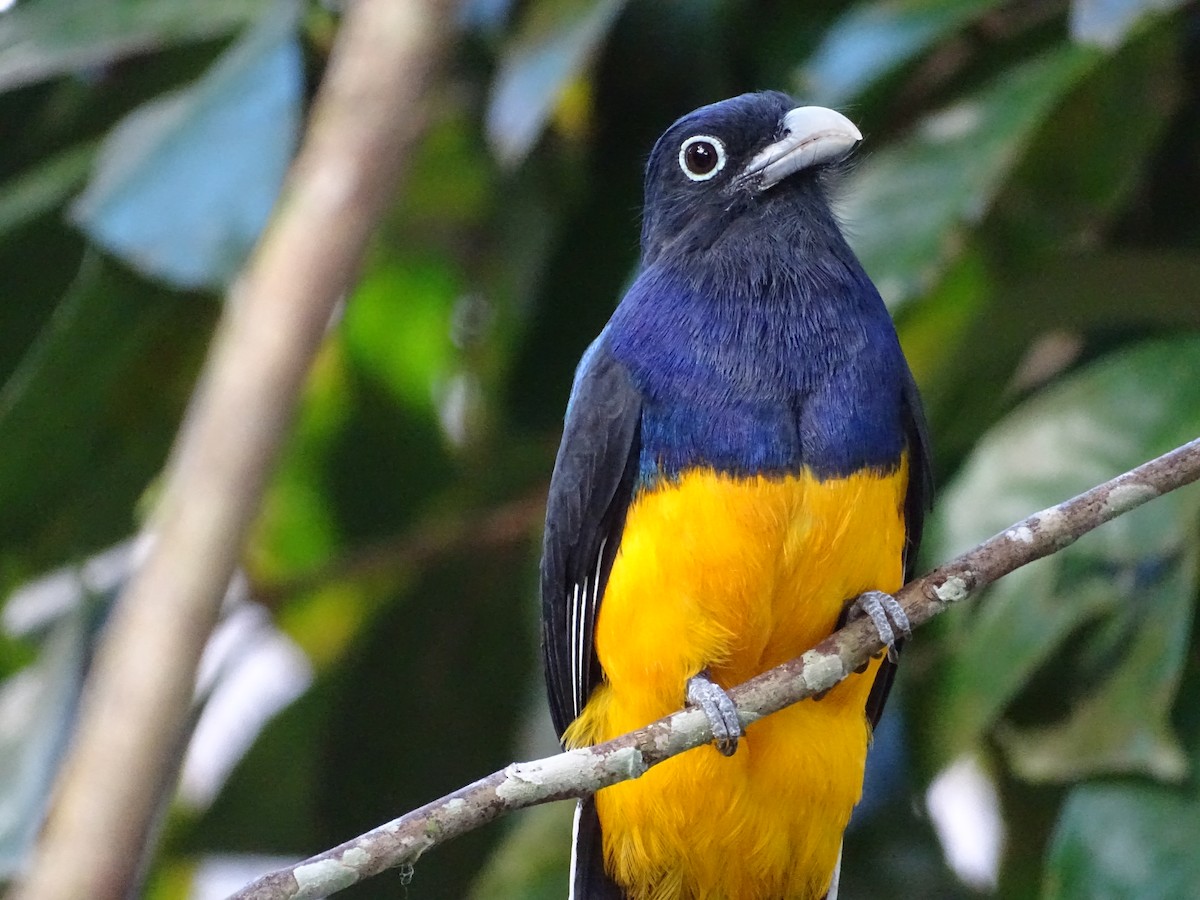 Trogon à queue blanche - ML110514681