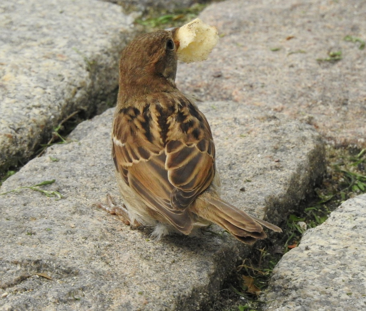 House Sparrow - ML110515241