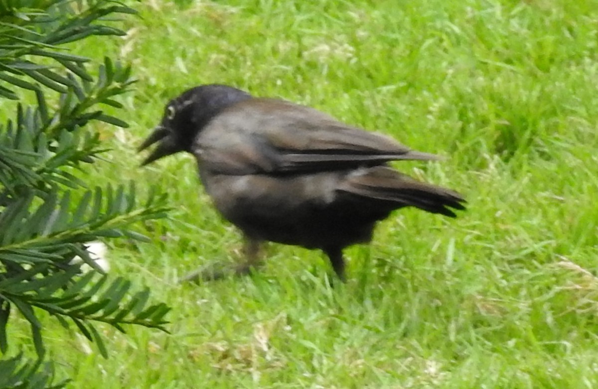 Common Grackle - ML110515301