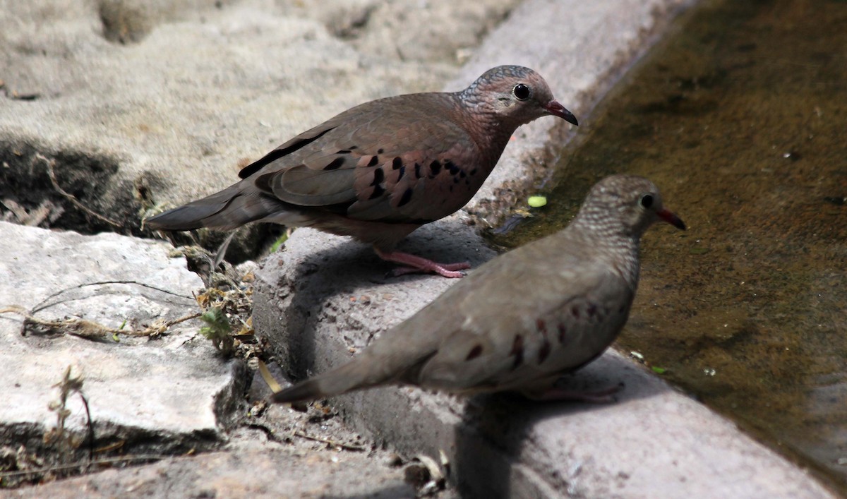 Common Ground Dove - ML110515641