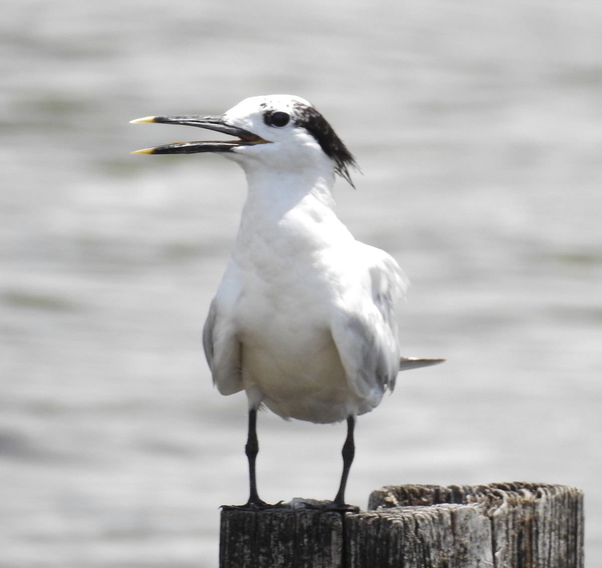 Sandwich Tern - Janine Robin