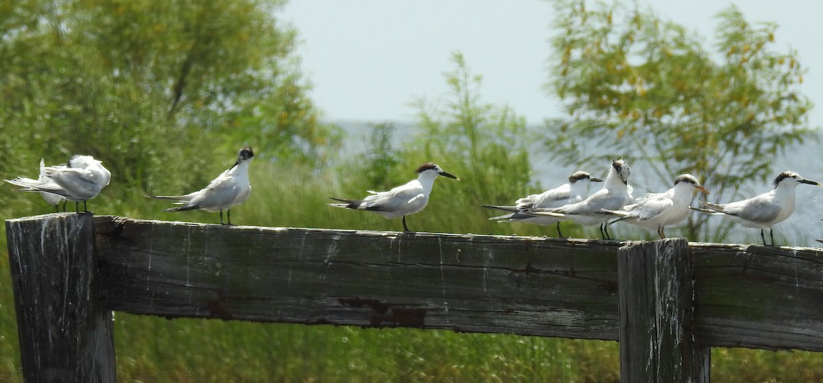 Sandwich Tern - ML110515991