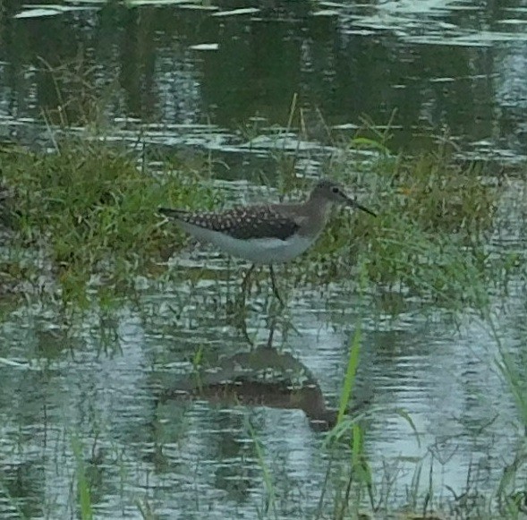 Solitary Sandpiper - Raymond S. Thompson