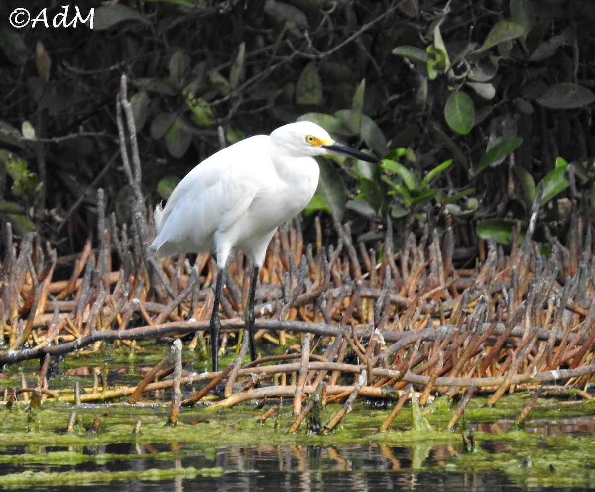 Snowy Egret - ML110516401