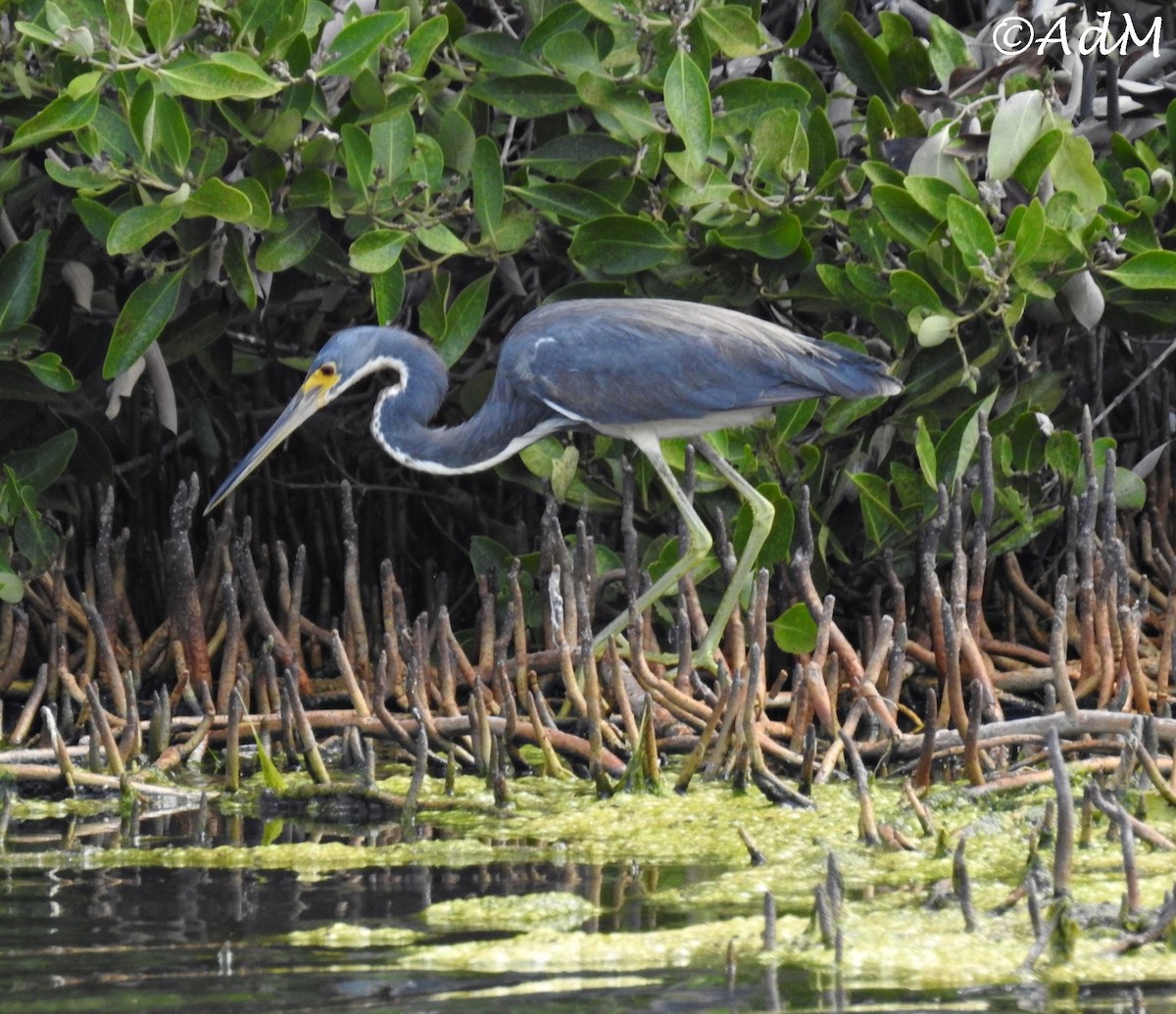 Tricolored Heron - Anita de Moulin