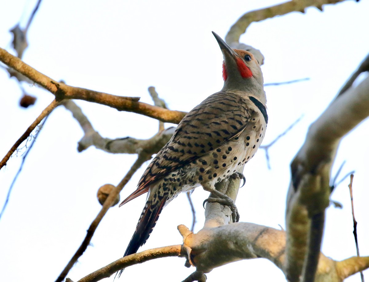 Northern Flicker - ML110518931