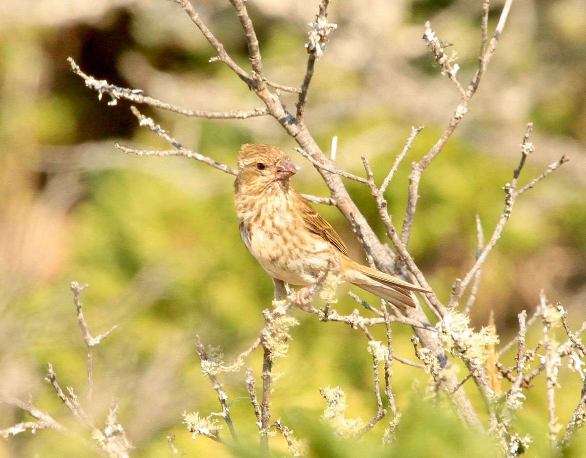Purple Finch - ML110519321