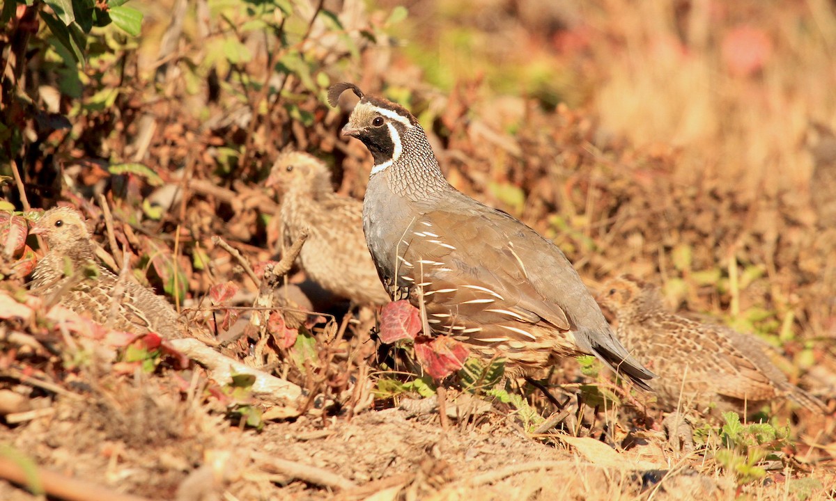 California Quail - ML110519861