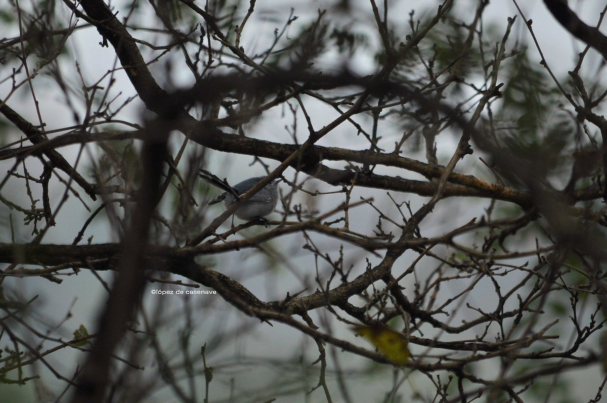 Masked Gnatcatcher - ML110520391